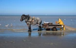Un pêcheur à cheval tire ses filets à crevettes à Oostduinkerke, sur la mer du Nord, le 24 octobre 2024 en Belgique