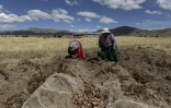 Des agriculteurs récoltent des pommes de terre dans la communauté de Caritamaya, près du lac Titicaca, dans la région de Puno, au Pérou, le 29 mai 2026