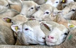 Des brebis en cours de vaccination dans une ferme à Poix-Terron, dans le nord de la France, le 21 août 2024