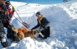 Un chien d'avalanche, des sauveteurs et des pisteurs participent à un entraînement à la station de ski de La Rosière, le 4 février 2025 en Savoie