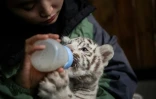 Une soigneuse du zoo de Kunming nourrit au biberon un bébé tigre blanc, le 12 octobre 2018 dans la province du Yunnan, en Chine