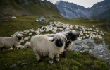 Un troupeau de moutons surveillé par des bénévoles de l'ONG Oppal pour la protection des alpages, le 9 août 2023 à Pontimia, dans les Alpes suisses