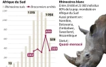 Chasse illégale au rhinocéros