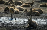 Des cerfs du Père David dans un parc animalier de la banlieue de Pékin, le 12 octobre 2021 en Chine