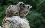 Des suricates au zoon Hellabrunn de Munich, le 12 juillet 2019 en Allemagne