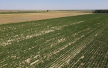 Un champ de coton frappé par la sécheresse dans la région du Turkistan, dans le sud du Kazakhstan, le 10 juillet 2026