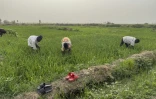 Des agriculteurs désherbent une rizière dans une exploitation irriguée près du fleuve Sokoto, à Argungu, le 12 avril 2025