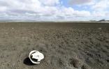 Carapace d'une tortue sur le sol asséché du barrage de Cedro, plus ancien du Brésil, dans la ville de Quixadá (État de Ceara), le 8 février 2017