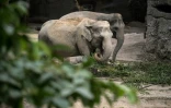 Des éléphants d'Asie dans leur enclos du zoo de Zurich, le 27 juillet 2022 en Suisse