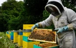 Désemparés, des apiculteurs contraints de réduire en cendres leurs abeilles