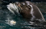 Une otarie se nourrit d'un glaçon aux poissons pour se rafraîchir, au zoo de Rome le 28 juin 2022, en pleine canicule