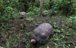 Des tortues dans le jardin botanique de Alberto Gomez à Quindio, le 6 juillet 2020