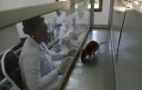 Un rat géant renifle des échantillons dans le centre d'entraînement de l'ONG Apopo, à Morogoro, en Tanzanie, le 17 juin 2016