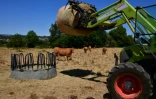 L'éleveur Pascal Mareix donne du foin à ses vaches à Mazeirat, le 7 juillet 2026 dans la Creuse