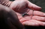 L'agronome Joaquin Moure montre un petit poisson "bagrecito" du fleuve Mapocho, au pied de la cordillère des Andes, à la périphérie de Santiago, le 28 avril 2026 au Chili