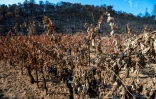 Un vignoble dévasté par un feu de forêt à Correns, dans le Var, le 17 août 2026 