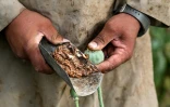 Un agriculteur récolte la sève de pavot dans un champ de la province du Badakhshan, le 22 juin 2026 en Afghanistan