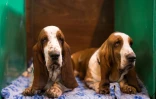 Des bassets au plus grand coucours de beauté canine du monde, Crufts, à Birmingham, le 9 mars 2017