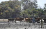 Un agriculteur et son bétail près de Maun (Botswana) le 28 septembre 2019