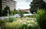 Le jardin parisien où la "floricultrice urbaine" Masami-Charlotte Lavault fait pousser des centaines de variétés de fleurs, le 1er juillet 2020