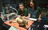 Sherwood Robyn, koala femelle de 12 ans, examinée le 28 avril 2016 à l'hôpital vétérinaire de Port-Macquarie en Australie