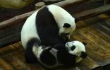 Le bébé panda Yuan Meng joue avec sa mère Huan Huan, le 4 août 2018 au zoo de Beauval, à Saint-Aignan-du-Cher