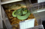 Un Bothriopsis bilineata au centre Venom World à Saint-Thibault-des-Vignes, près de Paris, le 24 juin 2016