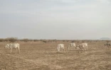 Du bétail dans un champ près de Gode, le 7 avril 2022 en Ethiopie
