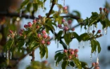 Des bourgeons de pommiers pris dans la glace après avoir été aspergés d'eau pour les protéger du froid, le 4 avril 2022 dans un verger à Montauban