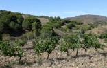 Le vignoble des Clos de Paulilles touché par la sécheresse, le 8 août 2023 à Port-Vendres, dans les Pyrénées-Orientales 