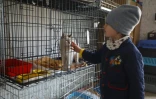 Une enfant caresse un chat dans un refuge pour animaux de Lviv, le 26 mars 2022 en Ukraine