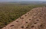 Vue aérienne de la déforestation du Cerrado (savane) à Sao Desiderio, le 25 septembre 2023 dans l'Etat de Bahia, au Brésil