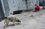 Une volontaire de la fondation américaine Clean nourrit un chien errant, près de la centrale nucléaire de Tchernobyl, le 8 juin 2018 en Ukraine