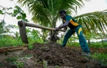 Un soldat de la Force opérationnelle spéciale sri-lankaise (STF) travaille dans une plantation à Katukurunda pour remettre en culture des champs pollués par le sel de la mer, le 28 mars 2025 au Sri Lanka