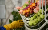 Une femme range des roses dans une plantation à Cayambe en Equateur le 8 février 2019