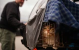 Un chat sauvé par un membre de l'ONG libanaise Animals Lebanon dans la banlieue sud de Beyrouth, le 26 m rs 2026