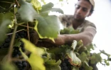 Cueillette des grappes de Merlot le 20 juillet 2016 Ă Karm el-Nada en Egypte