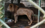 Des lions dans une cage du zoo Joya Grande, le 7 mai 2024 Ă Santa Cruz de Yojoa, au Honduras