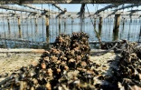 Un élevage de moules au large de la côte près de Deltebre, au sud de Tarragone, en Espagne, le 10 août 2022