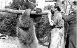 L'ours Wojtek portant un tronc d'arbre à Castrocaro, le 22 mars 1945 en Italie