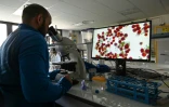 Eric Maréchal, directeur du laboratoire Physiologie cellulaire et végétale au CEA-Grenoble, regarde au microscope la microalgue "sanguina", le 18 juin 2021