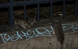 Les rats sont attirés par les déchets et par la nourriture distribuée aux pigeons par les passants