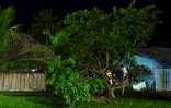 Des enfants autochtones Asurini jouent dans un arbre au village d'Itaaka, dans le territoire indigène Koatinemo, dans l'Etat de Para, au Brésil, le 10 juin 2025