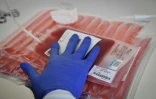 Poches de sang préparées en vue d'une modification génétique de certaines cellules