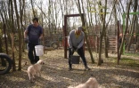 L'Albanais Mentor Hoxa (g) et le Serbe s'occupent nourrissent des chiens abandonnés au refuge de Gracanica, le 12 novembre 2021 au Kosovo