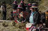 Des femmes de différentes communautés indigènes tressent des cordes pour la rénovation du pont Q'eswachaka, près de Huinchiri, dans le département de Cuzco, le 9 juin 2023 dans le sud du Pérou