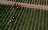 Vue aérienne d'une vendangeuse dans les rangs d'un vignoble de la vallée Centrale, le 13 octobre 2025 à Lodi, en Californie