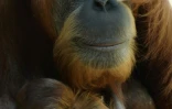 Une femelle orang-outang de Sumatra, dénommée Matra, et son nouveau-né, dans le zoo Hellabrunn  à Munich le 7 février 2014