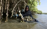 L'ostréicultrice Seynabou Diop, de l'Association Diamagune, récolte des huîtres dans la mangrove sur les racines de palétuviers à Joal-Fadiouth, au Sénégal, le 22 mars 2022