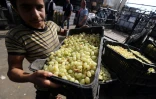 Un jeune Syrien décharge des caisses de raisin au marché des Halles de Damas, le 21 septembre 2015